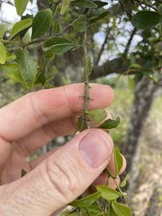 Citrus australis