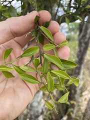 Citrus australis