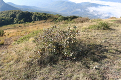 Aria umbellata