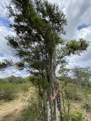 Citrus australis