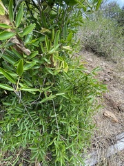 Citrus australis