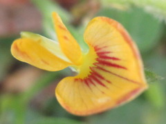 Zornia diphylla