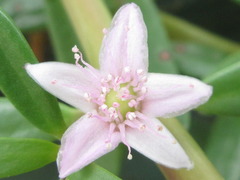 Sesuvium portulacastrum