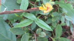 Zornia diphylla