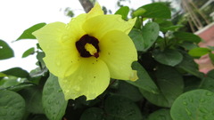 Hibiscus tiliaceus