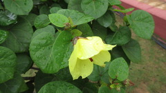 Hibiscus tiliaceus