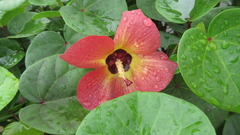 Hibiscus tiliaceus
