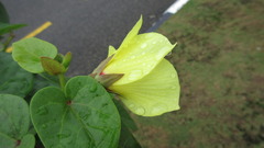 Hibiscus tiliaceus