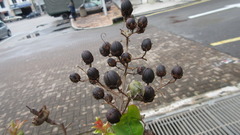 Lagerstroemia indica