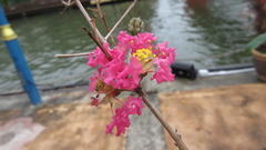 Lagerstroemia indica