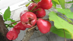 Syzygium