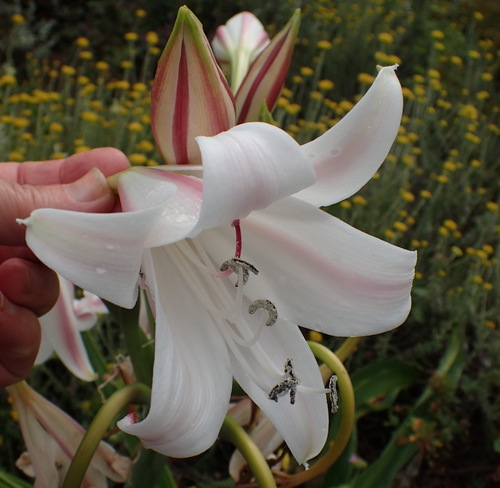 Pyjama lily (Crinum macowanii)