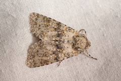 Polymixis xanthomista