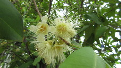 Syzygium