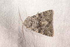 Polymixis xanthomista