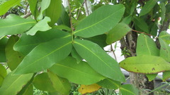 Syzygium
