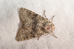 Polymixis xanthomista