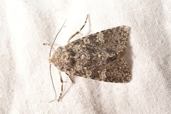 Polymixis xanthomista