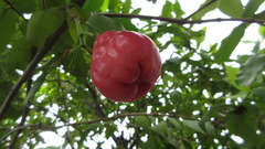 Syzygium