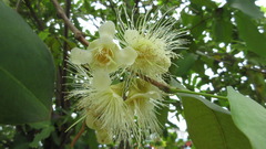 Syzygium