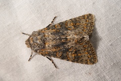 Polymixis xanthomista