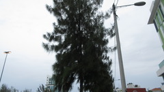 Casuarina equisetifolia