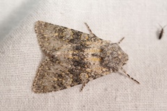 Polymixis xanthomista