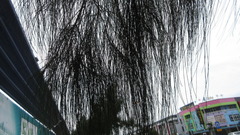 Casuarina equisetifolia