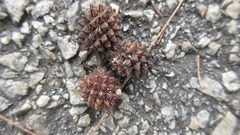 Casuarina equisetifolia