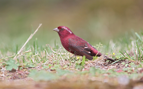 Taiwan Rosefinch (Carpodacus formosanus), photo 6