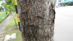 Casuarina equisetifolia