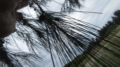 Casuarina equisetifolia