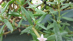 Sesuvium portulacastrum
