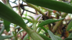 Sesuvium portulacastrum