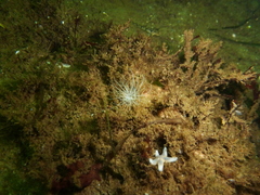 Sagartiogeton undatus
