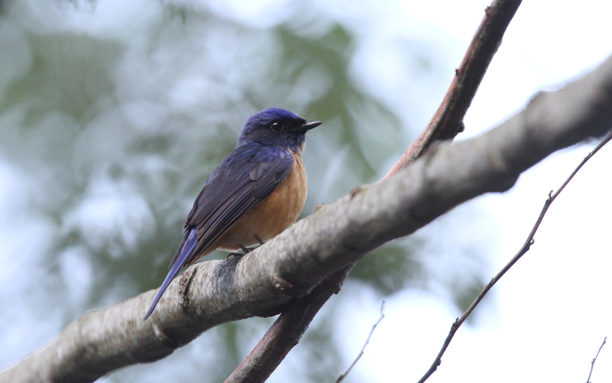 Taiwan Vivid Niltava (Niltava vivida)