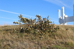 Aria umbellata