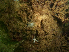 Sagartiogeton undatus
