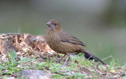 Taiwan Rosefinch (Carpodacus formosanus), photo 7