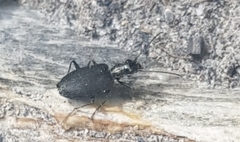 Actenonyx bembidioides