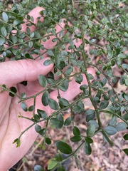 Everistia vacciniifolia nervosa