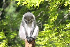 Cercopithecus mitis labiatus