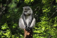 Cercopithecus mitis labiatus