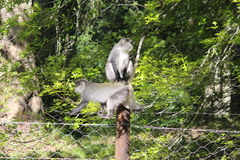 Cercopithecus mitis labiatus