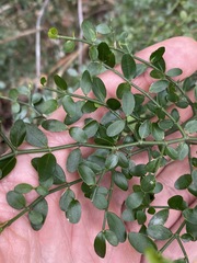 Everistia vacciniifolia nervosa