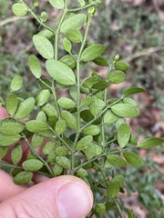 Everistia vacciniifolia nervosa