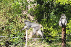 Cercopithecus mitis labiatus