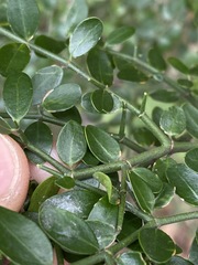 Everistia vacciniifolia nervosa