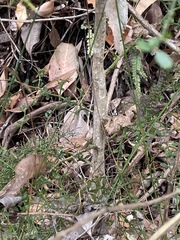 Everistia vacciniifolia nervosa