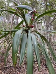 Cordyline rubra